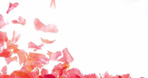 Concept Background: Blurred Rose Petals Slowly Fall Into The Water