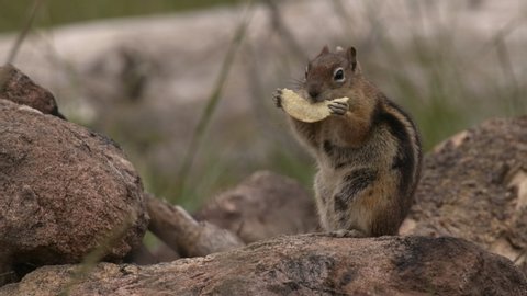 Golden-mantled Ground Squirrel Eating Feeding Chewing Summer Cute Potato Chip Human Food