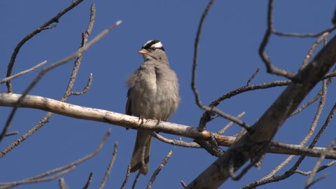White-crowned Sparrow Male Calling Communicating Singing Song Summer