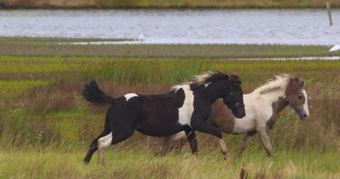 Two pony piebald horses playing galloping running green grass meadow slow motion