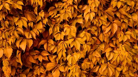 Abstract background of autumn yellow or orange color. Leaves and branches curl along the wall of golden color. Colorful natural background, plant is moving from the wind in nature. Wild grapes weaving