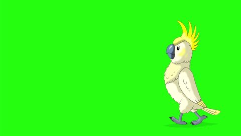 White cockatoo Parrot comes and goes away. Animated looped footage isolated on green screen.