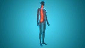 Spinal Cord Vertebral Column of Human Skeleton System Anatomy Animation Concept. 3D