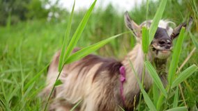 Farm smoke goat eating grass in pasture, enjoying warm summer day. Front view of gray domestic animal with horns and collar on long leash eating grass in countryside. 4K UHD still real-time video.