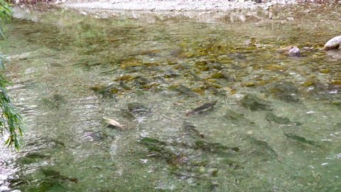 wild salmon spawning in the river.pink salmon