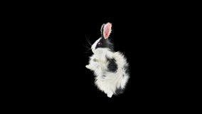 Rabbit Dancing CG fur, 3d rendering,Animation Loop, animal realistic CGI VFX. composition 3d mapping, cartoon, Included in the end of the clip with Alpha matte.