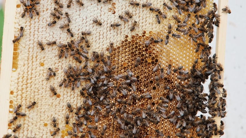 Removal of honey from the honeycomb. Honey extractor is spinning with frames with honeycombs, honey pumping. Getting honey from honeycomb.