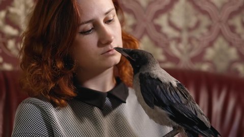 Grey hooded crow plays with young redhead woman at home on leather sofa