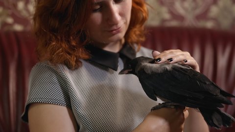 Young redhead woman pets grey hooded crow at home on leather sofa