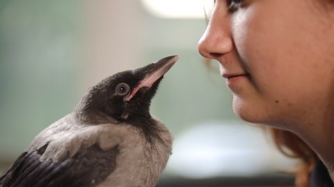 Close view: Grey hooded crow bites and kisses young redhead woman while chilling at home on window background