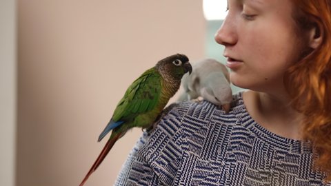 Two cute birds (green-cheeked parakeet and quaker parrot) kiss and bite woman's face