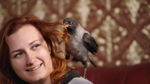 Cute pet grey hooded crow plays with young redhead woman sitting on her shoulder at home on leather sofa