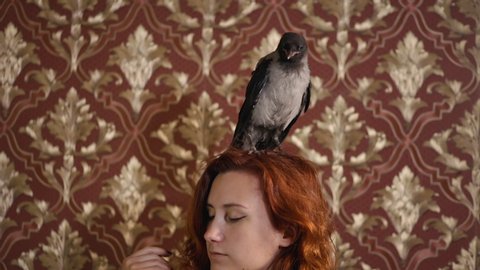 Cute young pet grey hooded crow sits on head of redhead woman at home indoors