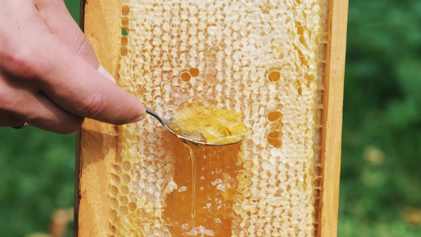 Thick Honey Dripping Down Honeycomb. Man hand gather fresh honey with a spoon. Gold Honey dripping from honeycomb. Healthy food concept. eco natural food. bee honey. Royalty-Free Stock Footage #1058208751