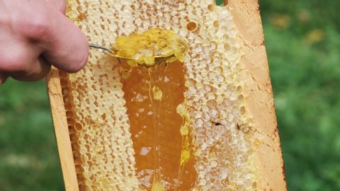 Thick Honey Dripping Down Honeycomb. Man hand gather fresh honey with a spoon. Gold Honey dripping from honeycomb. Healthy food concept. eco natural food. bee honey.
