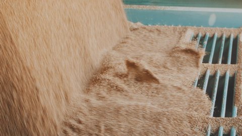 Wheat grain is poured into the granary slow motion