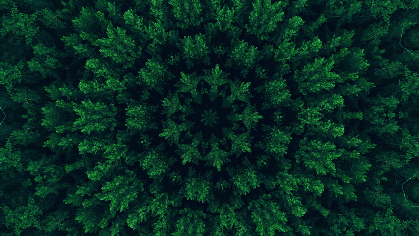 Kaleidoscope background. Hypnotic motion. Green symmetrical fractal design looped animation on black. Dynamic ethnic abstract texture. Forest trees ornament. | Shutterstock HD Video #1058213683