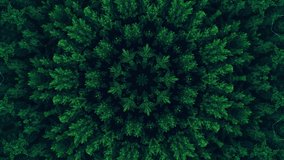 Kaleidoscope background. Hypnotic motion. Green symmetrical fractal design looped animation on black. Dynamic ethnic abstract texture. Forest trees ornament. - Powered by Shutterstock - Get 15% off with code: PIKWIZARD15