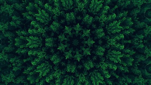 Kaleidoscope background. Hypnotic motion. Green symmetrical fractal design looped animation on black. Dynamic ethnic abstract texture. Forest trees ornament.