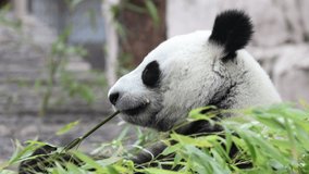 Cute Panda eating bamboo stems at zoo. Giant Panda eats the green shoots of bamboo. Close-up shot. not colored video