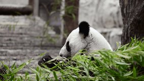 Cute Panda eating bamboo stems at zoo. Giant Panda eats the green shoots of bamboo. Close-up shot. 
 video after color correction.
