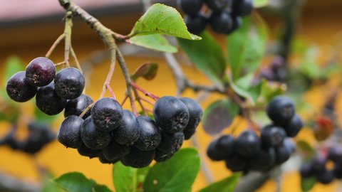 Chokeberry berries are ripe on the branch