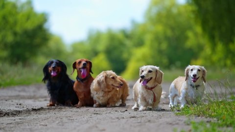 Pedigree dogs on ground. Portrait of five dachshunds on blur background outdoors. Beautiful pet dogs of different colors.
