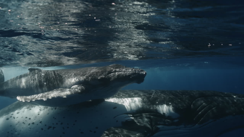Close-up of the underwater life of whales and their interaction with each other in the wildlife. Family of humpback whales swimming in the ocean, exploring the world and environment around them.