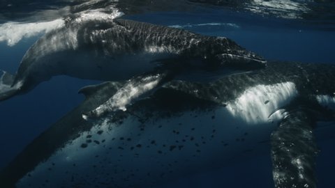 Close-up of the underwater life of whales and their interaction with each other in the wildlife. Family of humpback whales swimming in the ocean, exploring the world and environment around them.