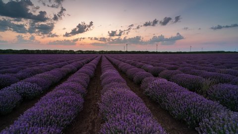Amazing time lapse from night to day with moving clouds and rising sun over a beautiful blooming lavender field