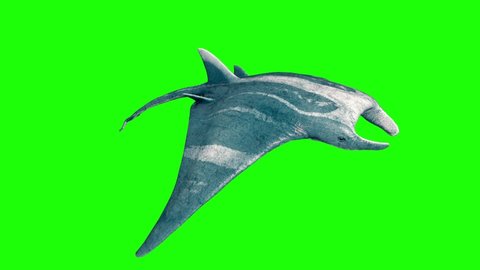 Manta Ray Swim Loop Green Screen 3D Rendering Animation 4K