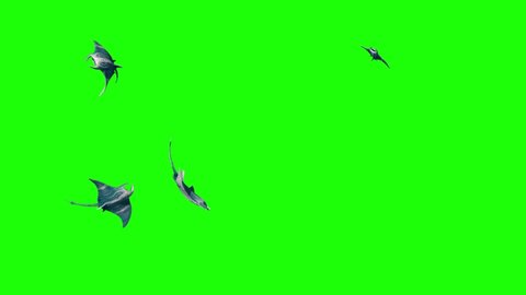 Group of Manta Ray Swim Green Screen 3D Rendering Animation 4K