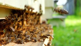 Swarm of honey bees carrying pollen and flying to the landing board of hive in an apiary in 4K VIDEO. Organic BIO farming, animal rights, back to nature concept. Close-up.