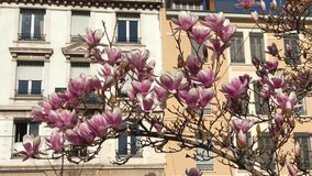 Pink magnolia flowers blooming tree branches with sunlight on Lyon, France street. Video 4K