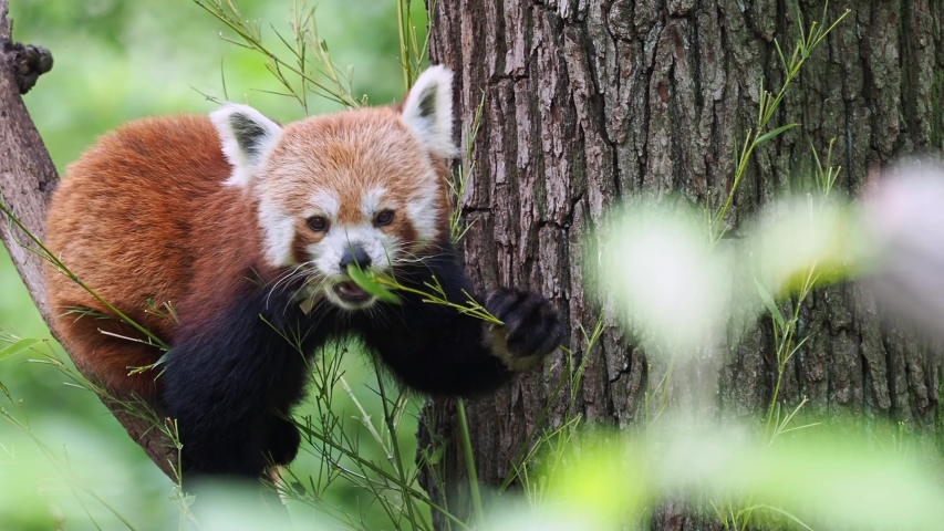 Red panda (Ailurus fulgens) on the tree. Cute panda bear in forest habitat. | Shutterstock HD Video #1058225902