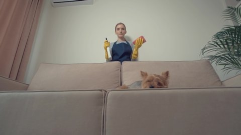 Bottom view of a girl who applies household chemicals from a spray to a light sofa. The dog is resting on the sofa. House cleaning. Routine work.