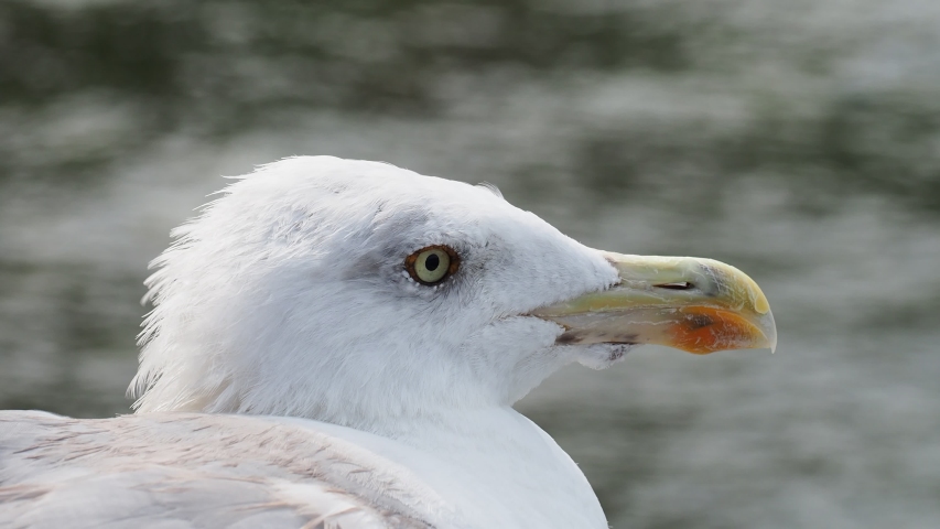Close up of a seagull with detail of the beak and eyes