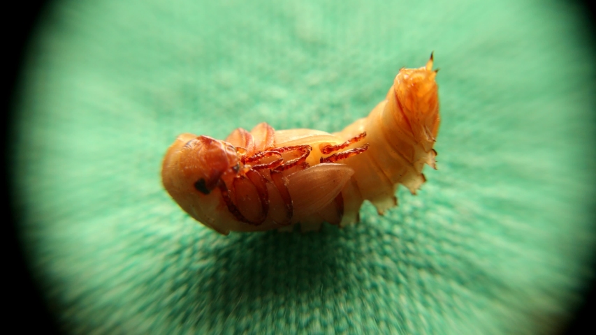 mealworm under the microscope.
meal worm on green background; pupa
superworm isolated; pupa stages of the meal worm, the life cycle of a super worm, superworms, super worms
insects, insect, bugs, bug
