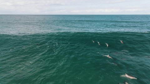 Aerial shot of some dolphins riding and jumping from a wave.