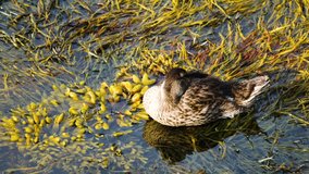 Video of a mallard duck sleeping with head tucked underneath wing on ocean seaweed in the early morning light.