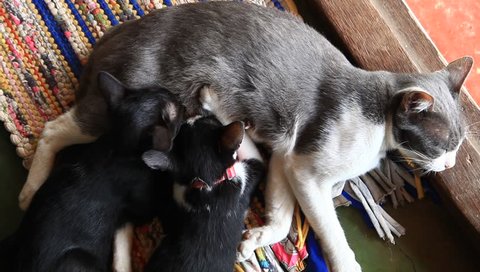 Mommy cat nursing her kittens
