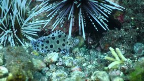 Barramundi fish. Humpback Grouper  Cromileptes altivelis. Underwater world of Bali, Indonesia. 4k underwater video.