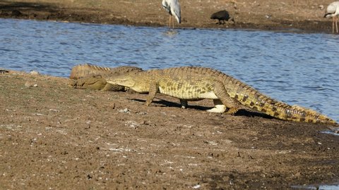 A large Nile crocodile (Crocodylus niloticus) emerging from the water, Kruger National Park, South Africa