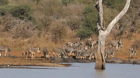 Plains zebras and impala antelopes at a natural dam with basking hippos and nile crocodiles, Kruger National Park, South Africa