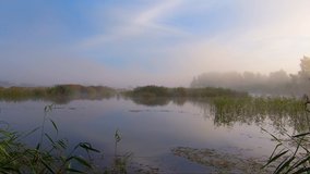 Time lapse video morning sunrise on a forest lake with reeds