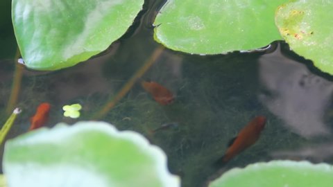 Colorful guppies (rainbowfish) in an aquarium with water lilies. Thailand