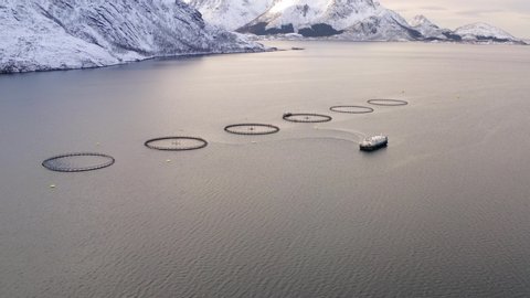 Salmon fish farming in Norway sea. Food industry, traditional craft production, environmental conservation. Aerial view of round mesh for growing fish in arctic water surrounded by fjords in Lofoten
