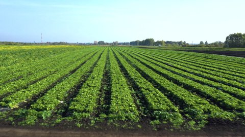 Taken from a drone, a field of lettuce. The cultivation of lettuce. Ural .Russia, Bashkortostan