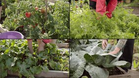Video collage of farmer harvests fresh vegetables from a small local farm. Close-up of female hands. Agriculture - food production, organic vegetables, farming concept. Be H3althy