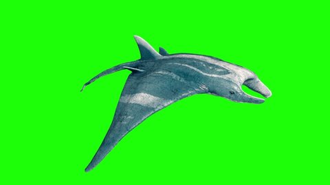 Manta Ray Fast Swim Loop Green Screen 3D Rendering Animation 4K